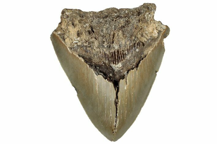 Bargain Fossil Megalodon Tooth - North Carolina #309529